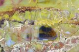 Vibrantly Colored, Polished Petrified Wood Section - Arizona #113377-2